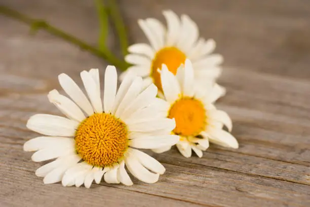 camomile flowers on rustic wooden planks