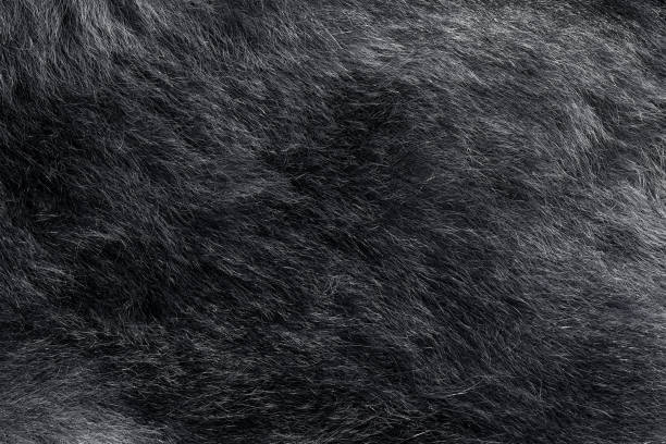 istock Natural bear fur texture. Real coat 1134025754
