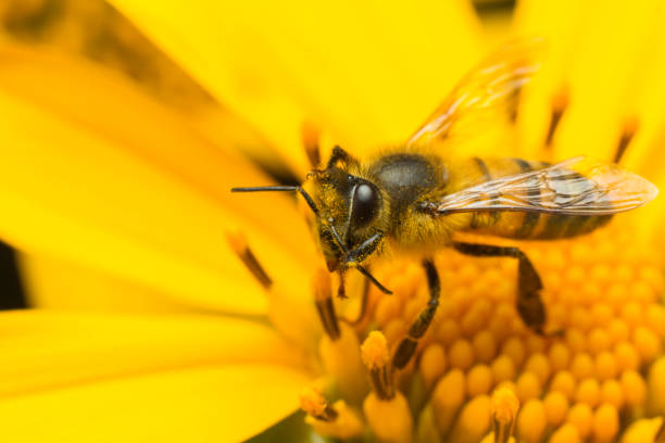 istock bee collecting honey on a yellow flower, close up. 1134026250