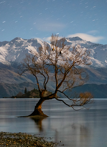 Night-time long exposure of the famous tree on the shores of Lake Wanaka, on New Zealand's South Island.