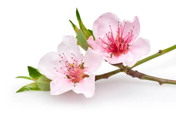 istock Almond flowers with leaf isolated on white 1134030374