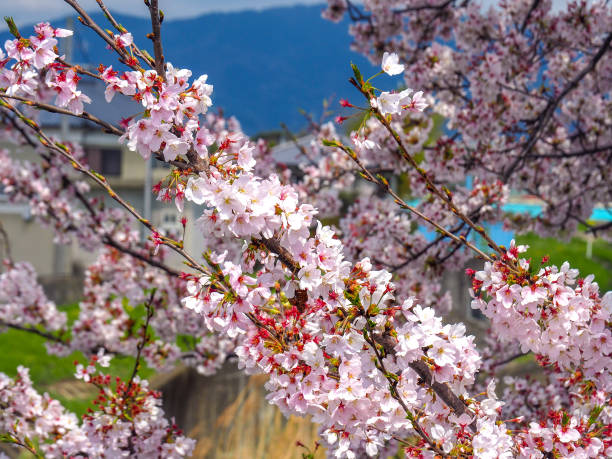 istock Close up of blooming Cherry Blossoms 1134030504