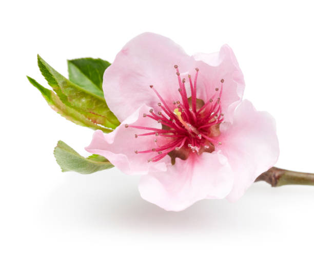 istock Almond flowers with leaf isolated on white 1134030506