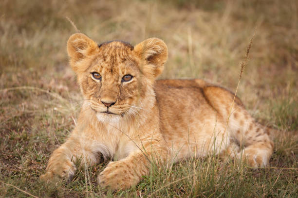 istock Maasai Mara Lion Cub 1134030513