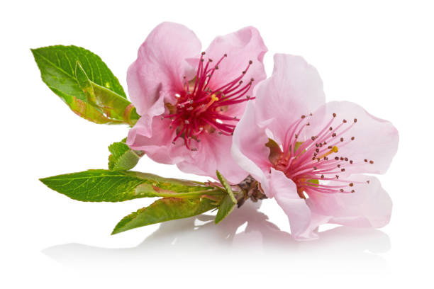 istock Almond flowers with leaf isolated on white 1134030743