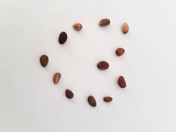 istock Close look-up of pine tree bonsai seeds 1134031757