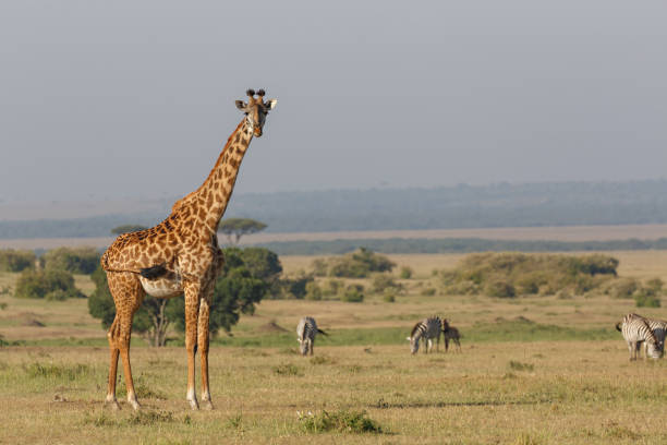 istock Giraffes of the Maasai Mara 1134032213