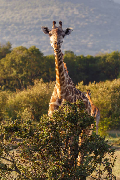 istock Giraffes of the Maasai Mara 1134032226
