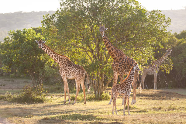 istock Giraffes of the Maasai Mara 1134032868