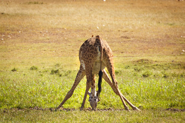 istock Giraffes of the Maasai Mara 1134033064