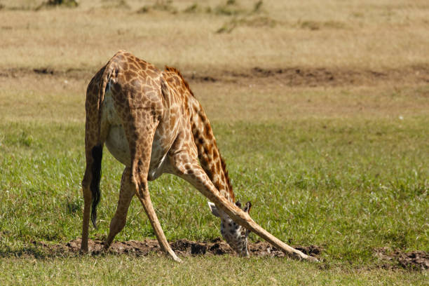 istock Giraffes of the Maasai Mara 1134033067