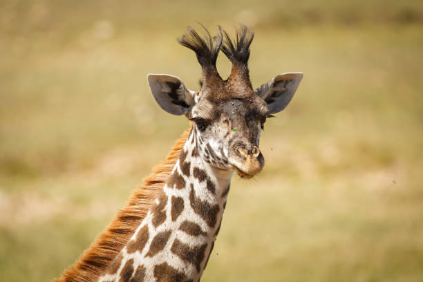 istock Giraffes of the Maasai Mara 1134033068