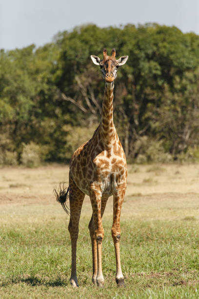 istock Giraffes of the Maasai Mara 1134033073
