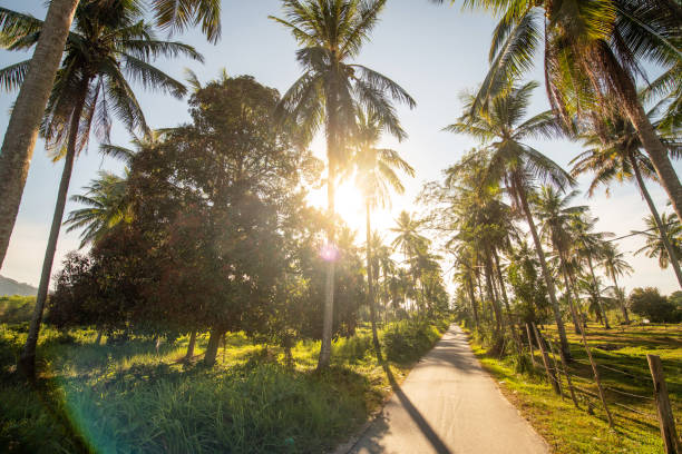 Langkawi, Malaysia: A small street under palm trees in back light on Langkawi Island.