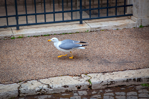 seagull walking on the pavement