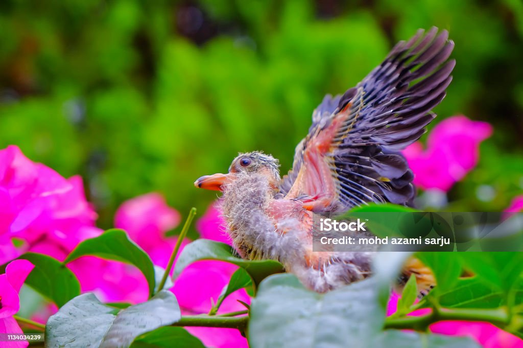 Jambu fruit-dove An image of a baby bird , Jambu fruit-dove learning to fly. Animal Stock Photo