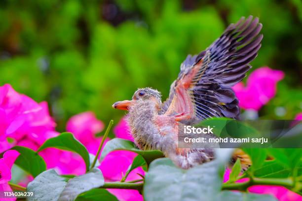 Jambu Fruitdove Stock Photo - Download Image Now - Animal, Animal Body Part, Animal Call