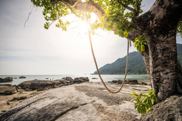 A swing on a tree at Pantai Kok Beach, Langkawi, Malaysia Langkawi, Malaysia: A swing on a tree at the beautiful Pantai Kok beach in the east of Langkawi Island. sonne stock pictures, royalty-free photos & images