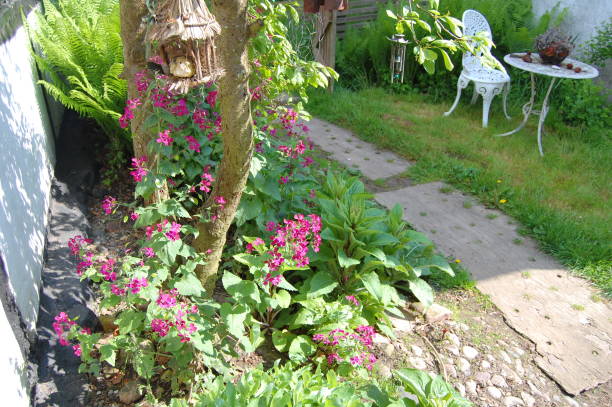 istock Honesty plant (lunaria) in bloom and a footpath.. 1134036594