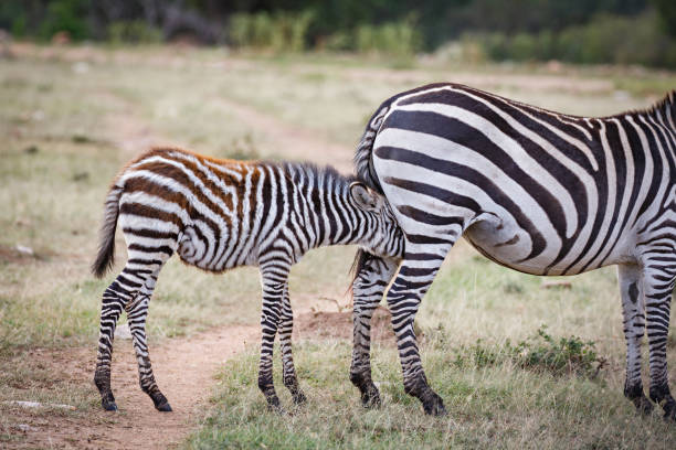 istock Wildlife of the Masai Mara 1134036611