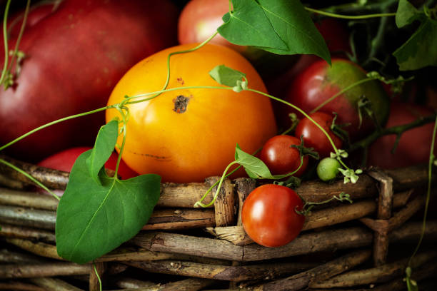 Fresh organic tomatoes in old wicker basket on a dark background. Close-up