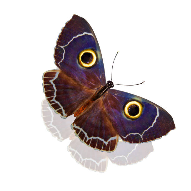 istock owl-like tropical butterfly on the wings. isolated on white background 1134037986