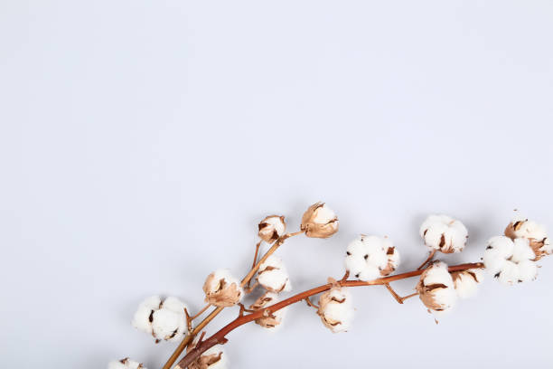 istock Cotton flowers on gray background 1134038015