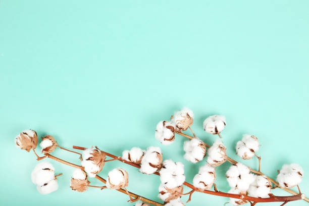 istock Cotton flowers on mint background 1134038048