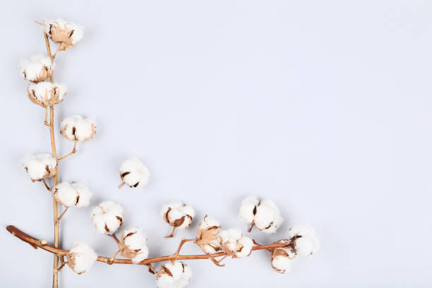istock Cotton flowers on gray background 1134038106