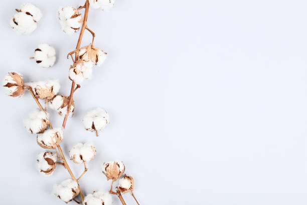 istock Cotton flowers on gray background 1134038162