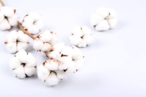 istock Tree branch with cotton flowers on gray background 1134038195
