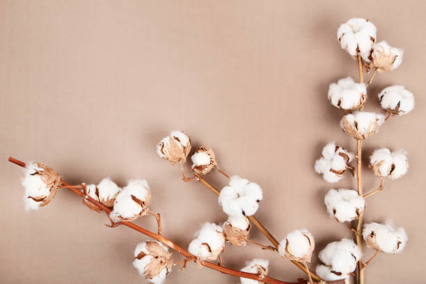 istock Cotton flowers on brown background 1134038222