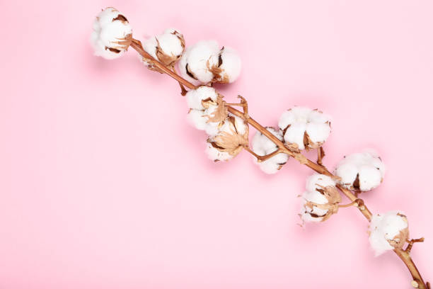 istock Cotton flowers on pink background 1134038297