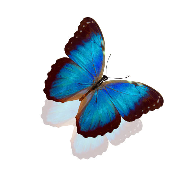 istock tropical blue butterfly. isolated on white background 1134038446