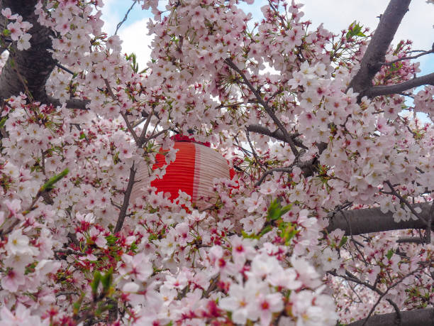 istock Japanese Lantern with Cherry Blossoms 1134039572
