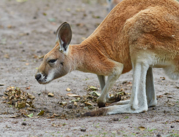 istock Portrait of red kangaroo, close up. 1134039915