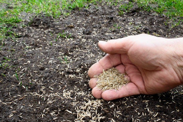 Grass seeds Grass seeds in the hand sowing photos stock pictures, royalty-free photos & images
