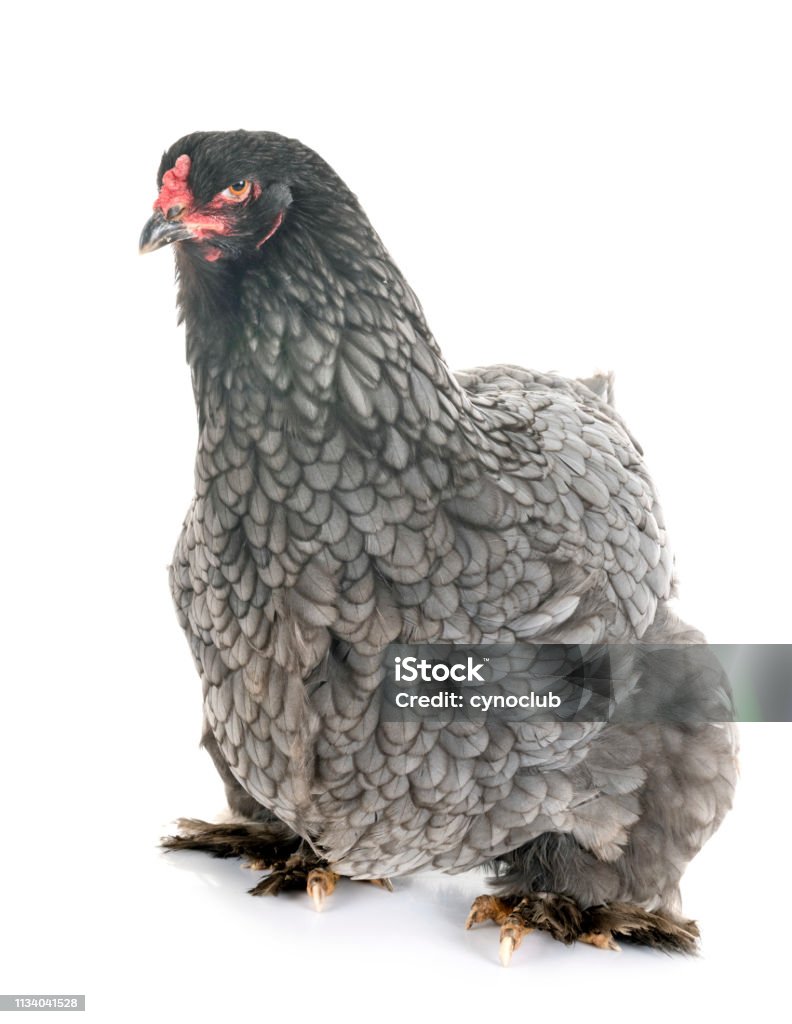 Brahma Chicken Stock Photo - Download Image Now - Brahma Chicken, Brahma,  Gray Color - iStock