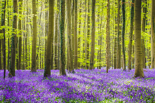 El bosque de Hallerbos con campanillas florece en primavera. Halle, Bruxelles, Bélgica. photo