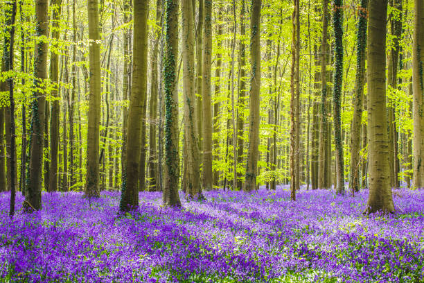 Hallerbos forest with bluebells flower in springtime. Halle, Bruxelles, Belgium. Hallerbos forest with bluebells flower in springtime. Halle, Bruxelles, Belgium. albero stock pictures, royalty-free photos & images