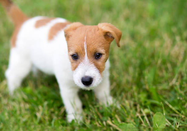 istock Small cute pet dog puppy looking in the grass 1134041585