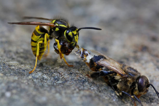 istock close up of wasp lacerate a bee 1134041594