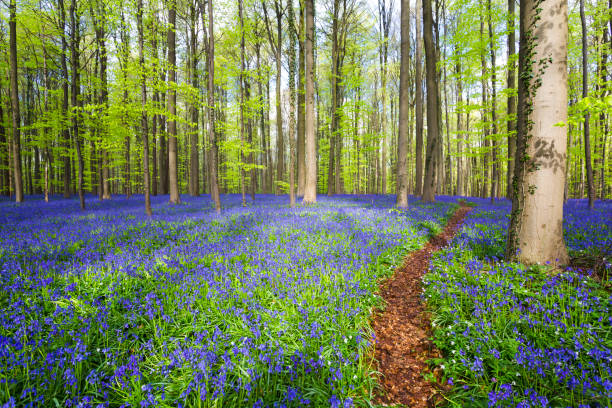 лес халлербос с цветком колокольчиков весной. галле, брюссель, бельгия. - forest of halle стоковые фото и изображения