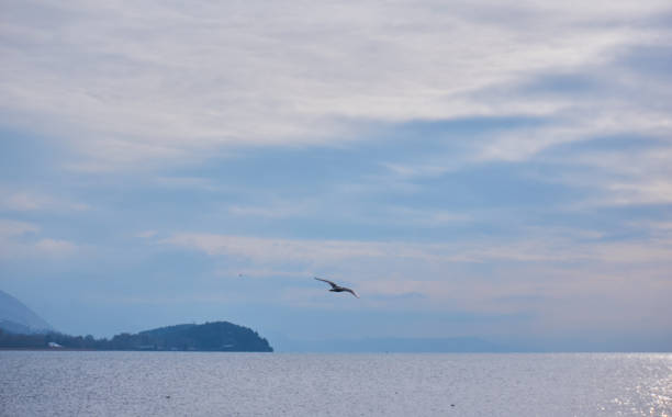 istock Seagull in lake Ohrid 1134043126