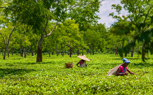 Jorhat, India - August 25, 2011: Women wearing traditional clothes and bamboo hats harvest tea leaves on plantation on bright morning, August 25, 2011 near Jorhat, Assam, India.