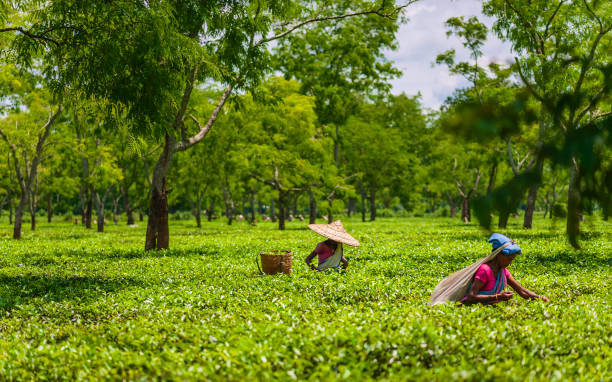 Women harvest tea leaves in tea plantation, Assam, India. Jorhat, India - August 25, 2011: Women wearing traditional clothes and bamboo hats harvest tea leaves on plantation on bright morning, August 25, 2011 near Jorhat, Assam, India. assam stock pictures, royalty-free photos & images