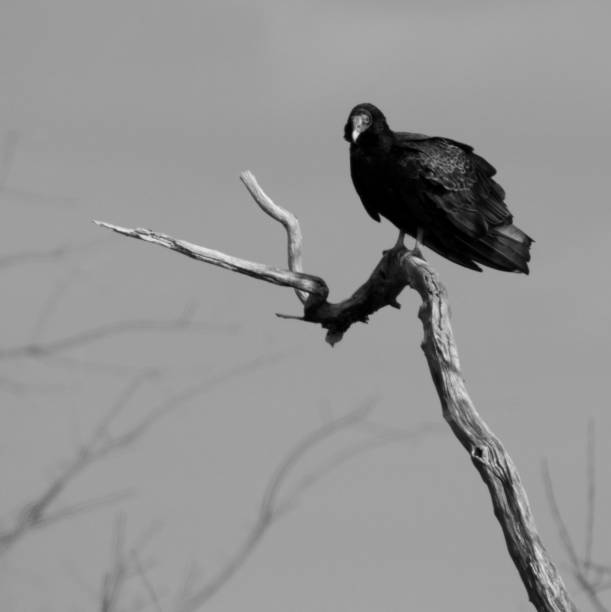 istock Turkey vulture on branch 1134044394