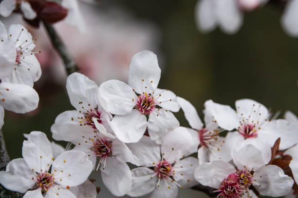 istock Cherry Plum Flowers in Bloom in Winter 1134044457