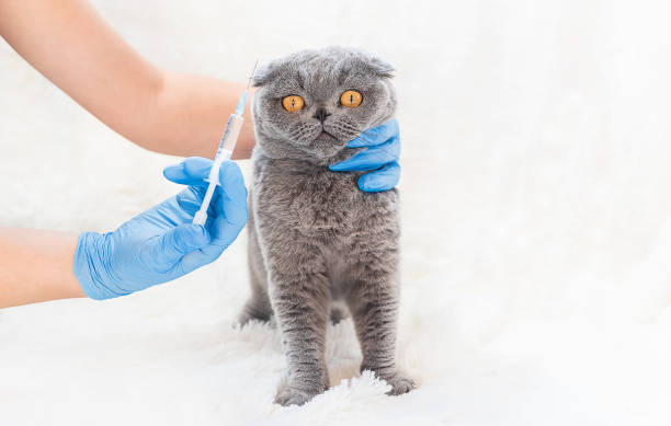 istock Vaccination of cats. Veterinary Medicine Selective focus. 1134045454