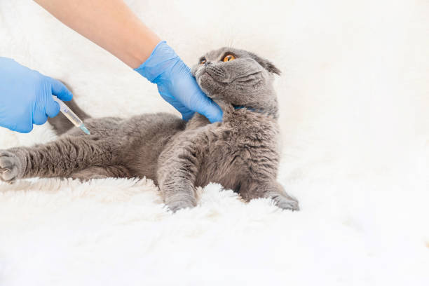istock Vaccination of cats. Veterinary Medicine Selective focus. 1134045457